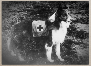 Red_Cross_collie