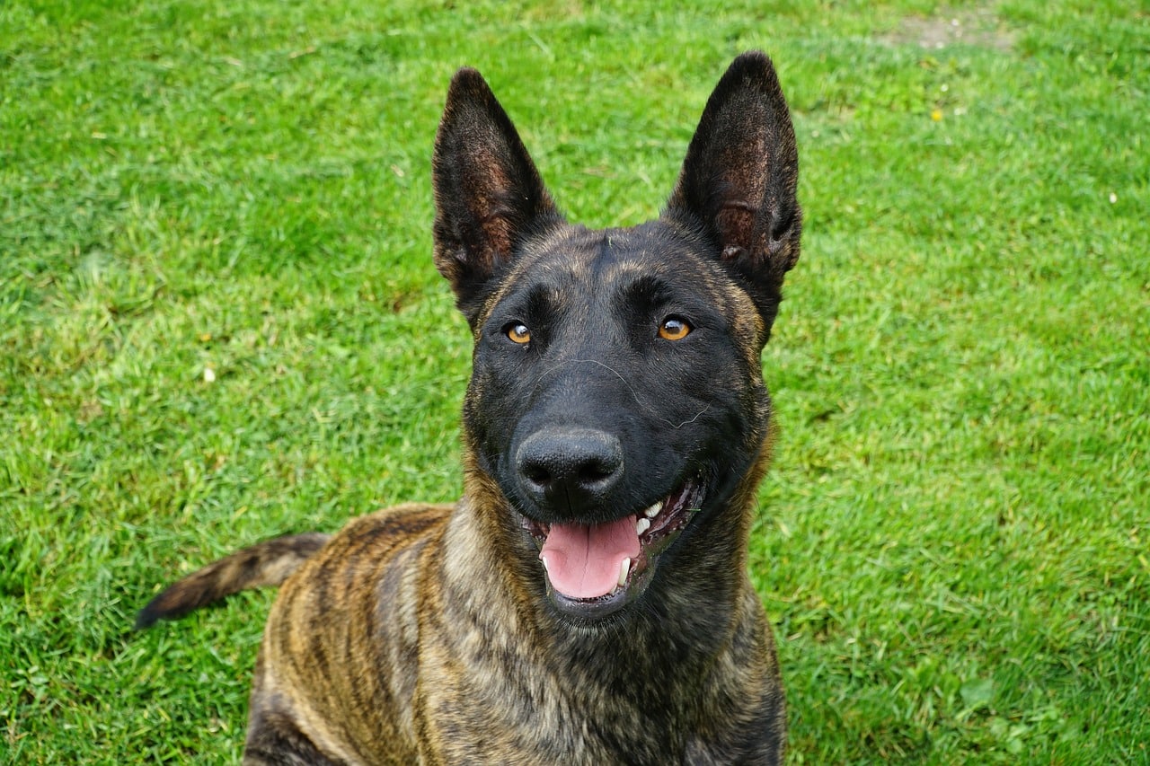 dutch shepherd 5140887 1280